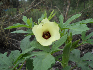 Spring 2017 Okra Flower