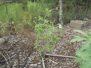 Spring 2017 Goji Berry Bush