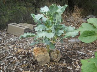 Spring 2017 Broccoli