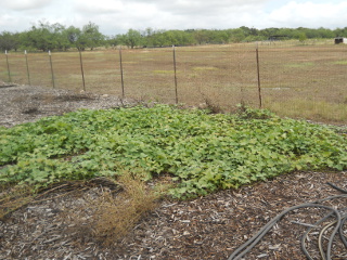 Spring 2017 Sweet Potato Vines