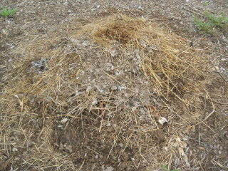 Newer Compost Pile
