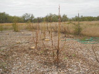 Dried Up Okra Plants