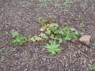 Volunteer Sweet Potato Plant