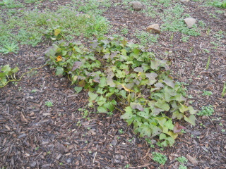 Another Volunteer Sweet Potato Plant