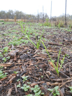 Garlic Plants