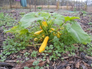 Volunteer Squash Plant