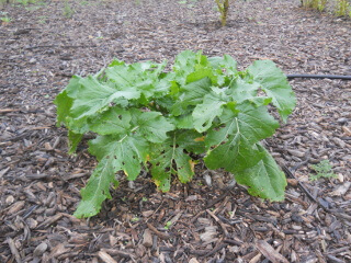 Volunteer Turnip Plant