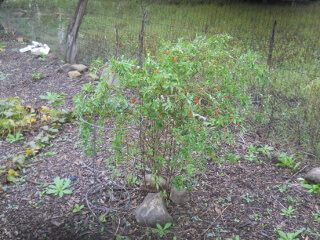 Gogi Berry Plant