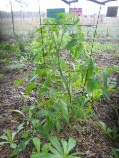 Volunteer Tomato Plant