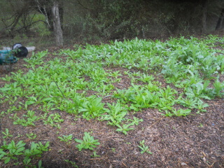 Volunteer Prickly Lettuce