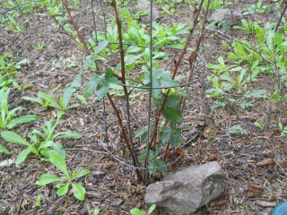 Blackberry Plant