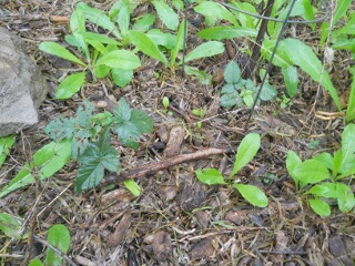 Another Blackberry Plant