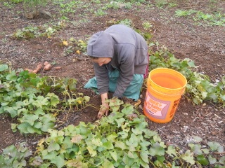 Harvesting Sweet Potatoes