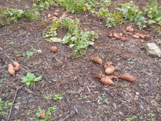 Harvested Sweet Potatoes