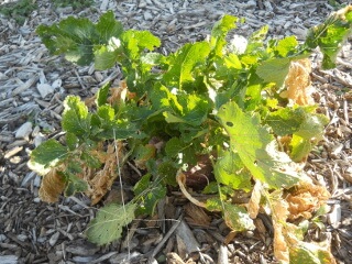 Winter 2018 Turnip Plant