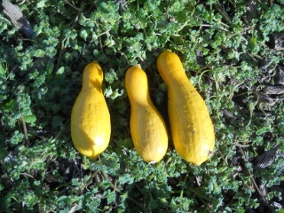 Winter 2018 Squash Plant