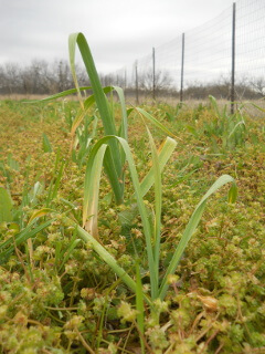 2019 Garlic Plant