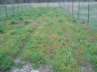 2019 Garlic Garden