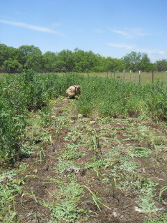 Weeding the Garlic Garden