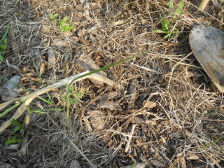 Garlic Plant