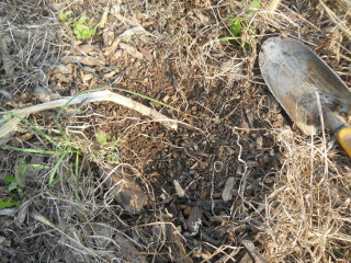 Garlic Plant with Mulch Cleared