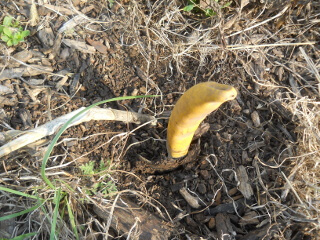 Digging Out Garlic Plant