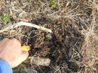 More Digging Out Garlic Plant