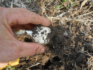 Dug Out Garlic Plant