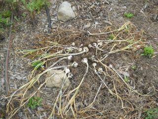 Harvested Garlic