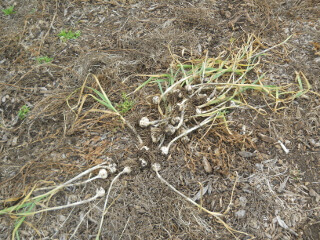 More Harvested Garlic