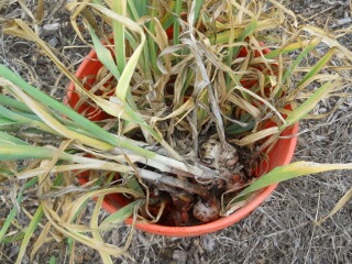 Harvested Garlic in a Bucket