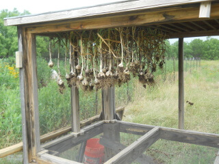 Harvested Garlic Hangling in Meat Dryer