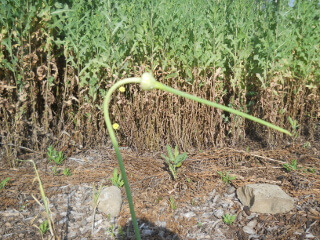 Bolting Garlic Plant