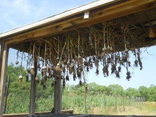 More Harvested Garlic Hangling in Meat Dryer