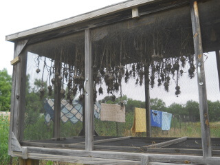 Harvested Garlic Hangling in Closed Meat Dryer