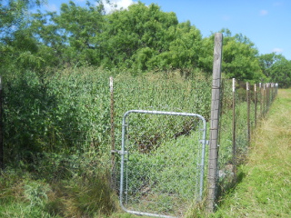 Garden Overgrowth of Prickly Lettuce