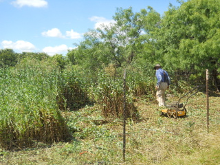 Cutting Garden Overgrowth of Prickly Lettuce