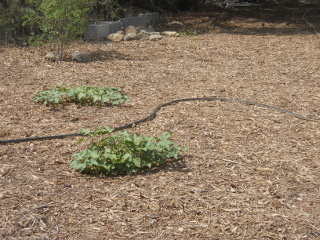 Volunteer Sweet Potato Plants