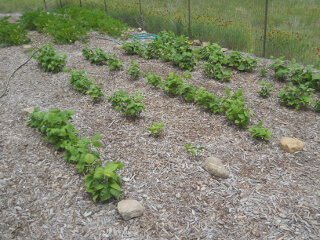 Green Bean Plants