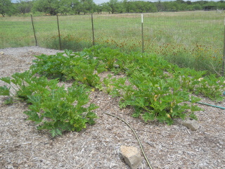 Zucchini Plants