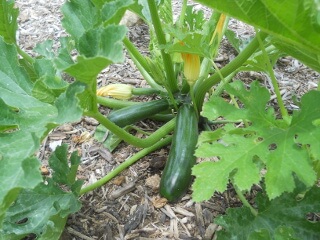 More Zucchini