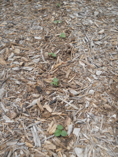 Okra Plants