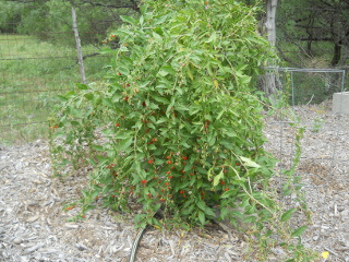 Goji Berry Plant