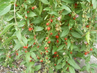 Goji Berries