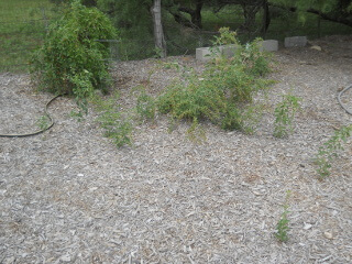 Goji Berry Plant Spreading Root Shoots