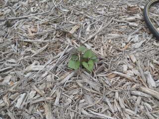 Volunteer Sweet Potato Plant