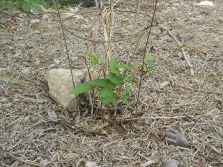 Black Berry Plant