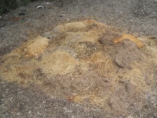 Compost Pile