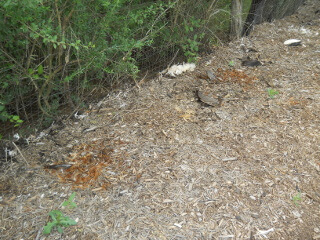 Compost Pile Chicken Parts