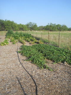 Garden August 2020